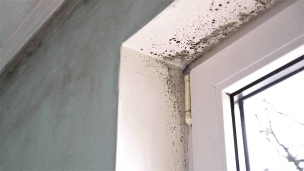Best Emergency Mold Remediation in Wilber, NE