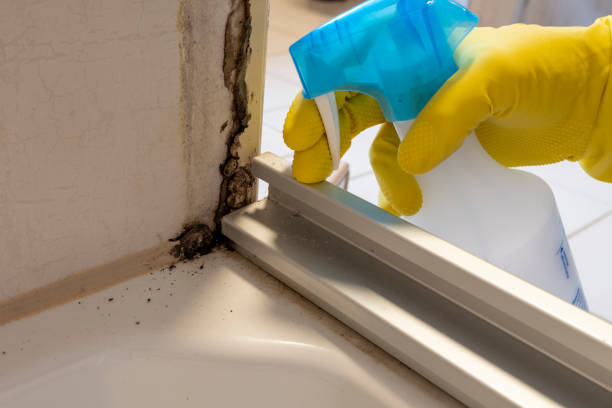 Best Industrial Mold Remediation in Wilber, NE