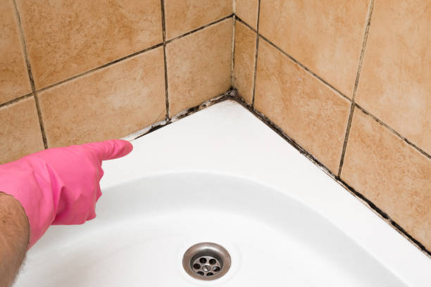 Professional Mold Remediation in Wilber, NE